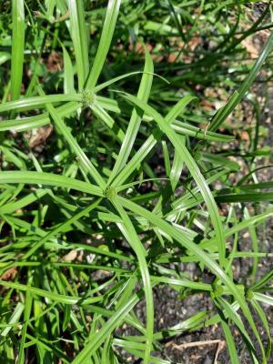 水蜈蚣 / 香根水蜈蚣