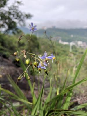 山菅蘭