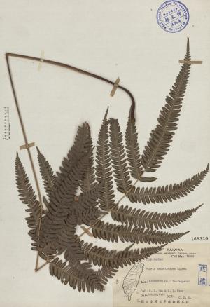 Pteris scabristipes Tagawa_標本_BRCM 3984