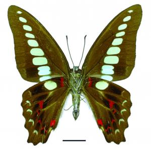 Graphium sarpedon sarpedon Linnaeus, 1758 青鳳蝶