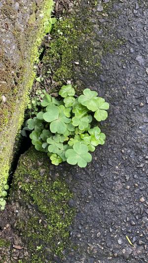 紅花酢漿草 (紫花酢漿草)