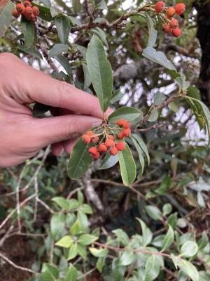 玉山假沙梨