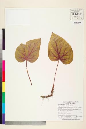 Begonia smithiana標本_BRCM 2424