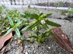 傘房花耳草