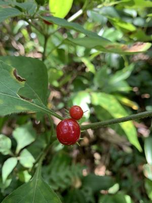 雙花龍葵