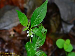 雙花龍葵