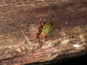 IMG_7716皺翅綠毛螢金花蟲_李雪_20160715_桃山瀑布_成蟲