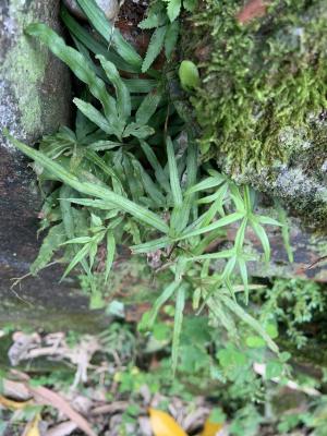 井欄邊草 (鳳尾蕨)