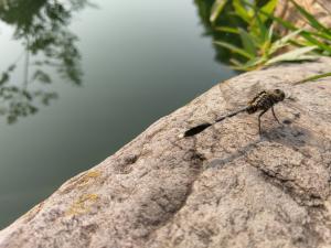 狹腹灰蜻 (杜松蜻蜓)