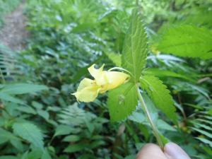 黃花鳳仙花