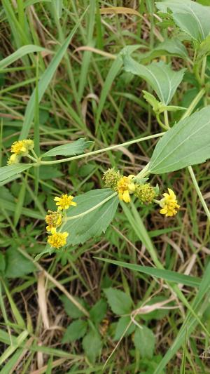 雙花蟛蜞菊