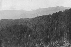 阿里山森林