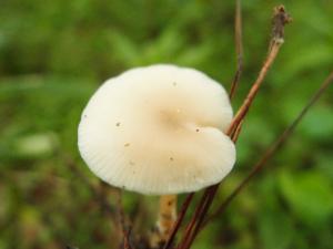 Clitocybe fragrans(芳香杯傘)