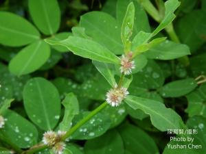 蝦鉗菜 (蓮子草 )