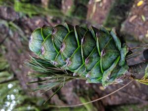 臺灣華山松