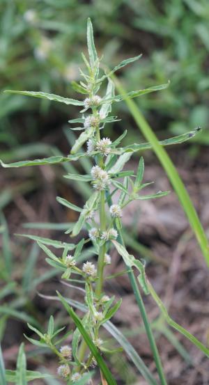 蝦鉗菜 (蓮子草 )