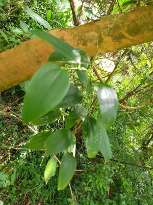 台灣菝葜 (台灣土茯苓)