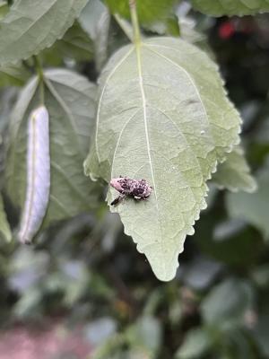 鳥糞象鼻蟲