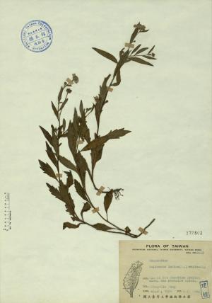 Kalimeris indica (L.) Schltz-Bip_標本_BRCM 4348