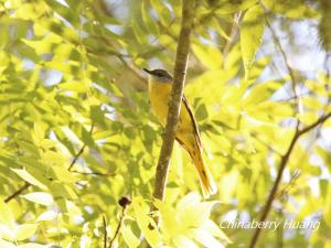 灰喉山椒鳥