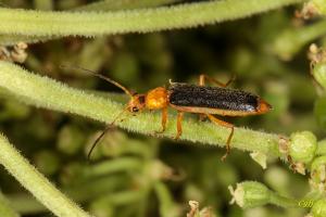 Rhagonycha micheli 米榭黑姬菊虎