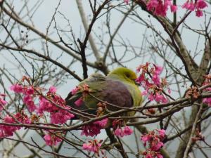 綠鳩