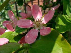 木瓜海棠Chaenomeles_sinensis