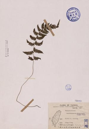 Parathelypteris glanduligera (Kunze) Ching_標本_BRCM 4011