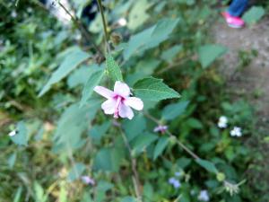 地桃花 (肖梵天花)