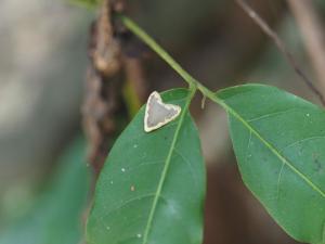 黃波緣苔蛾屬