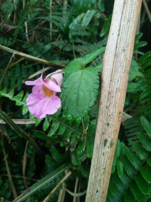 紫花鳳仙花