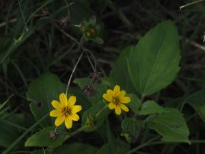 雙花蟛蜞菊