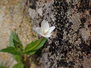 黑龍江柳葉菜