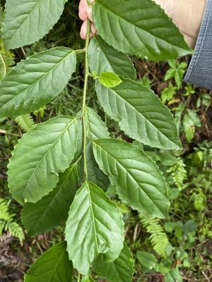 臺灣山桂花