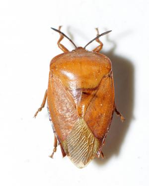 荔枝椿象 Tessaratoma papillosa