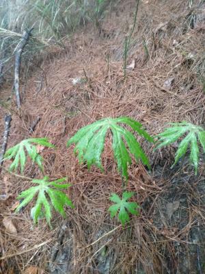 高山破傘菊