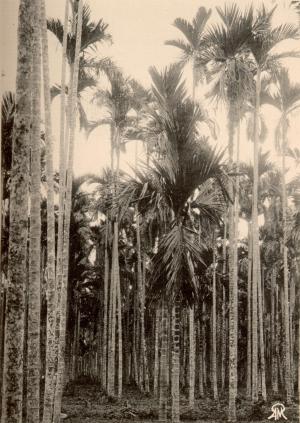 びんらうじ =檳榔子 = Areca Catechu Linn.《臺灣植物寫真集　第一集》