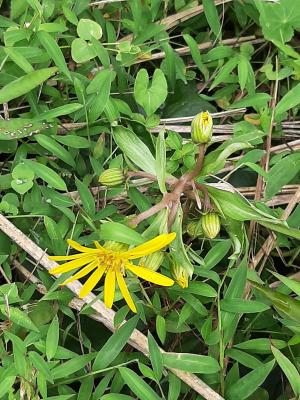 臺灣山菊