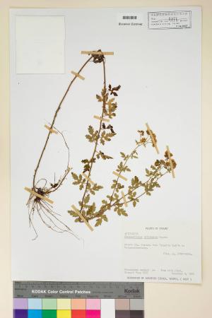 Chrysanthemum arisanense Hayata_標本_BRCM 6772