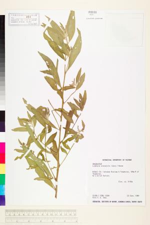 Ludwigia octovalvis (Jacq.) Raven_標本_BRCM 3624