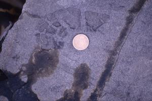 海膽化石的痕跡