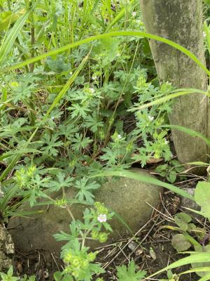 野老鸛草