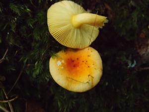 Russula flavida(淡黃紅菇)