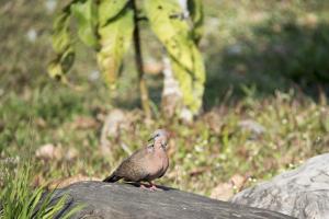 珠頸斑鳩(指名亞種)