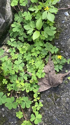 黃花酢醬草