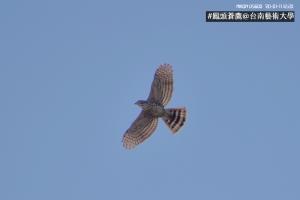 鳳頭蒼鷹