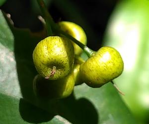 小葉樹杞