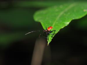 刺副黛緣蝽