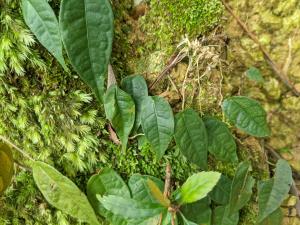 阿里山珍珠蓮