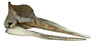 抹香鯨頭骨-側面